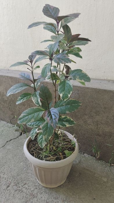 Продам комнатные цветы