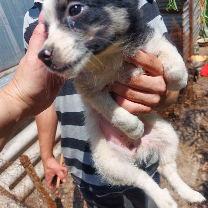 Отдам щенка в ответственные руки