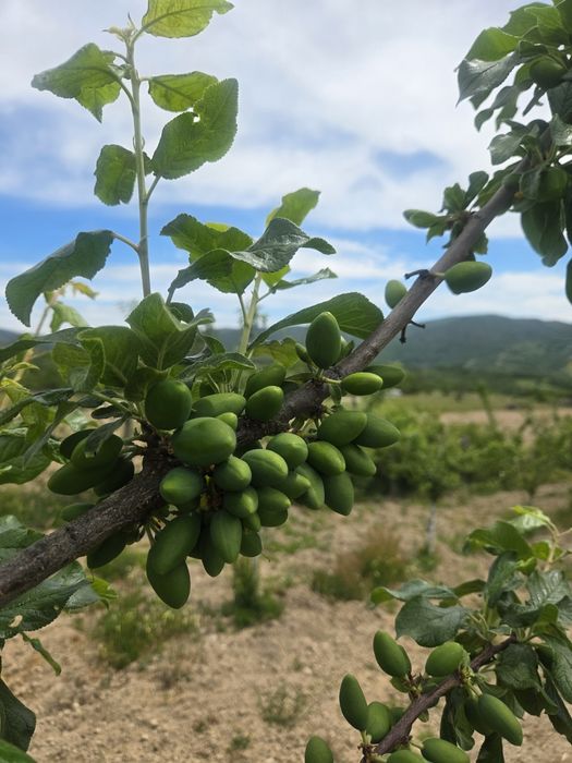 Vand teren intravilan  si extravilan - livada de pruni