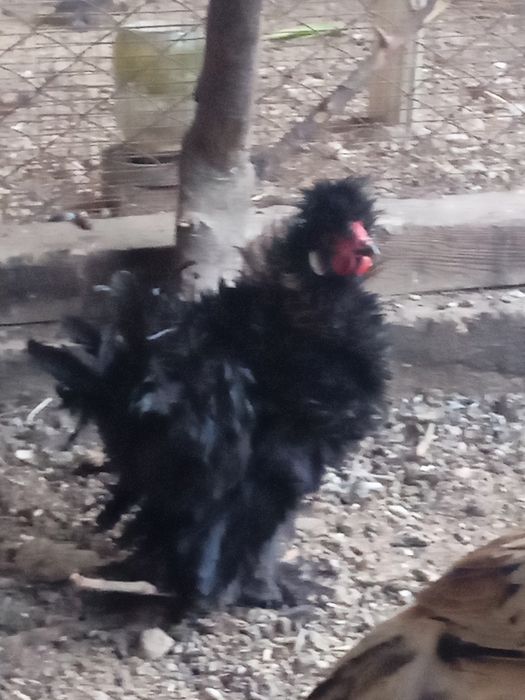 Продажа петушков карликовых