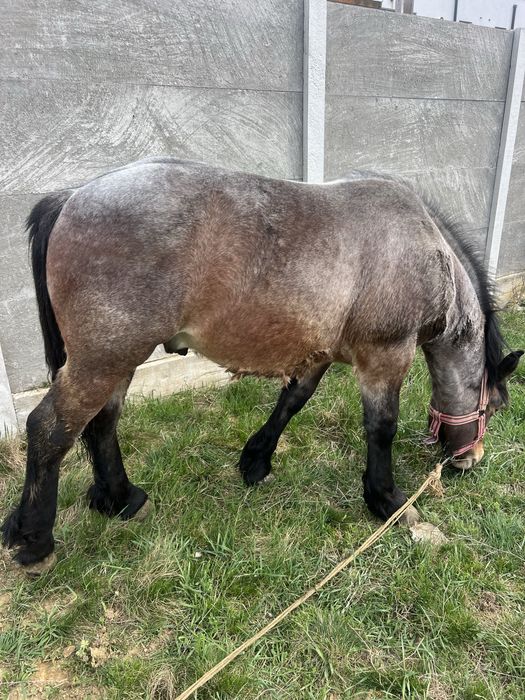 Vand manz semi greu cu influenta belgiana