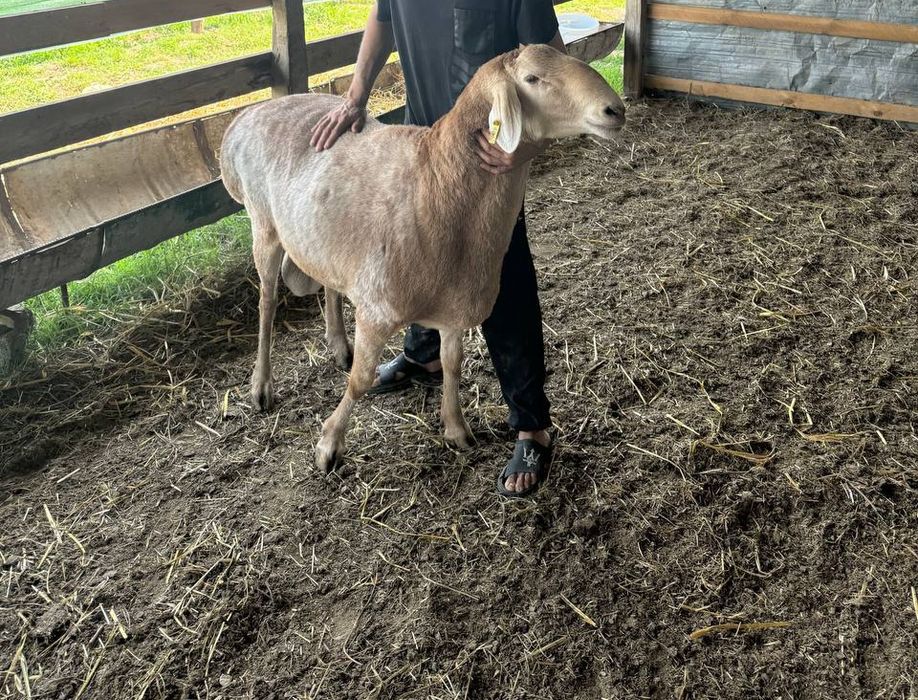 Животные.        .