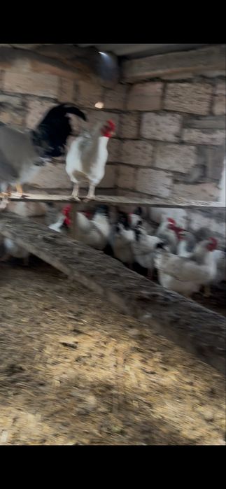 Инкубатционыи жұмыртқа