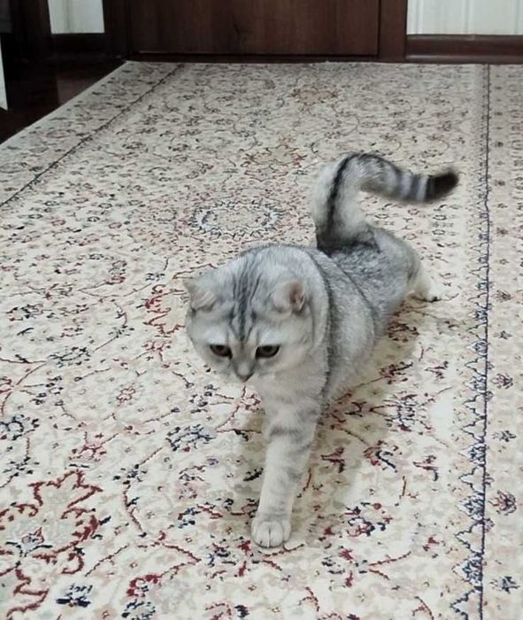 Продам британскую кошечку