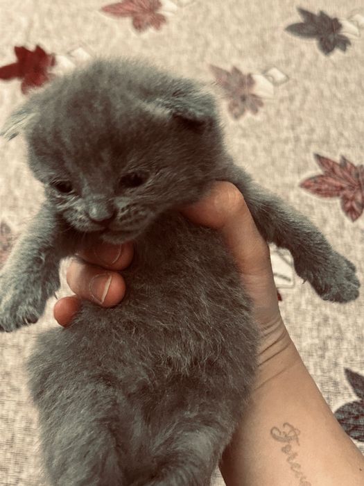 Котята вислоухи