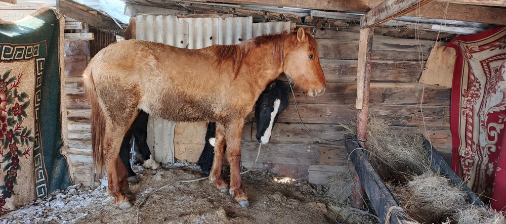 Продам лошодей 2 года құнан