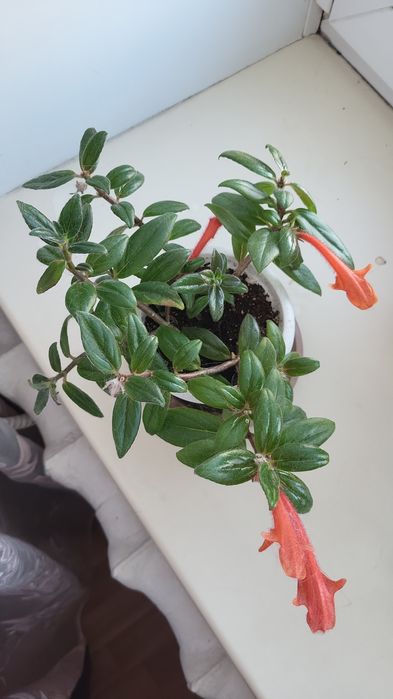 Колумнея продам.