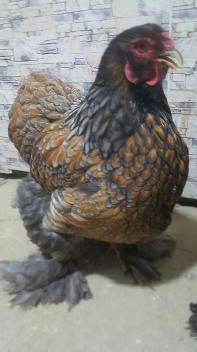 Bram zolita oilasi sotiladi