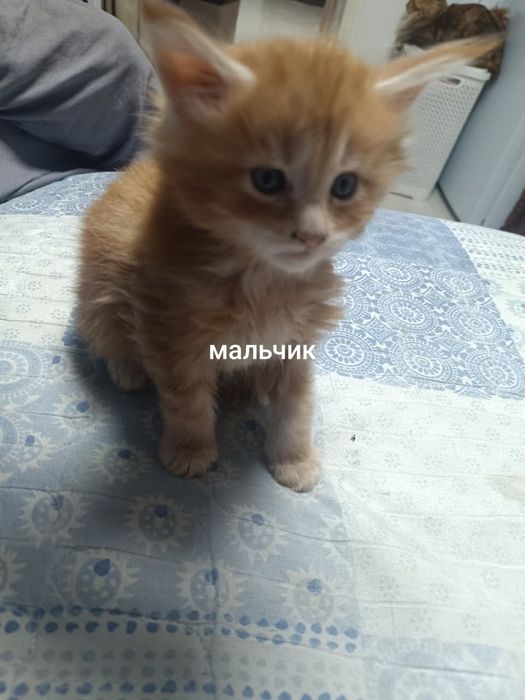 Продам котят Мэйн-Кун