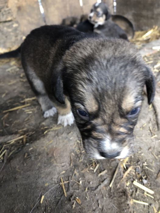 Donez catelusi 4 fete si 3 baieti