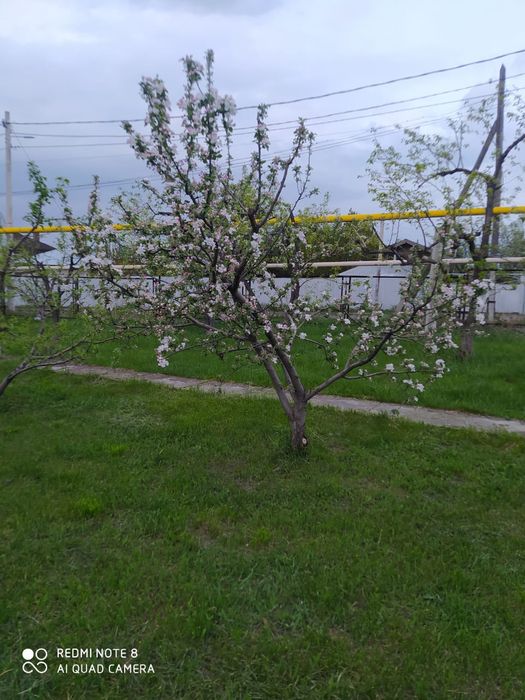 Чистка  участков в алматы и области.