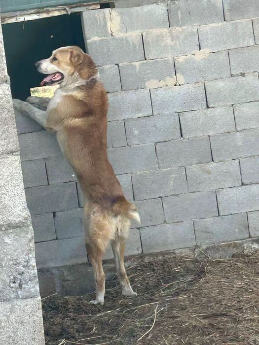 Алабай молодой..