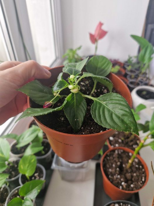 Бальзамин, комнатные цветы