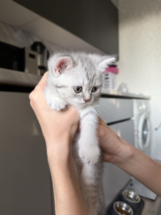 Скоттиш страйт девочка