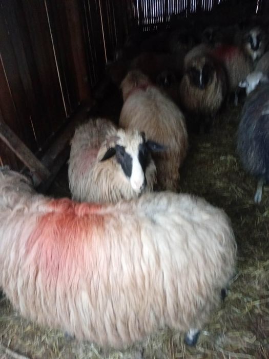 De vânzare 25 de oi si un cârlan oi frumoase bună De lapte