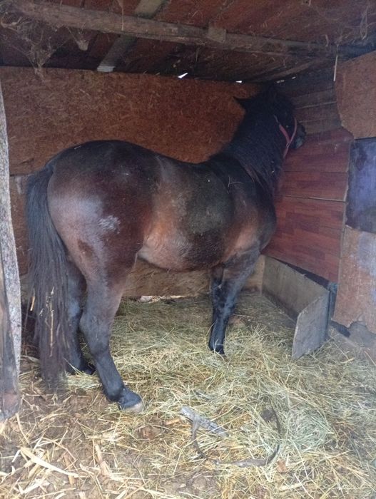 Armăsar 1 ani și 6 luni