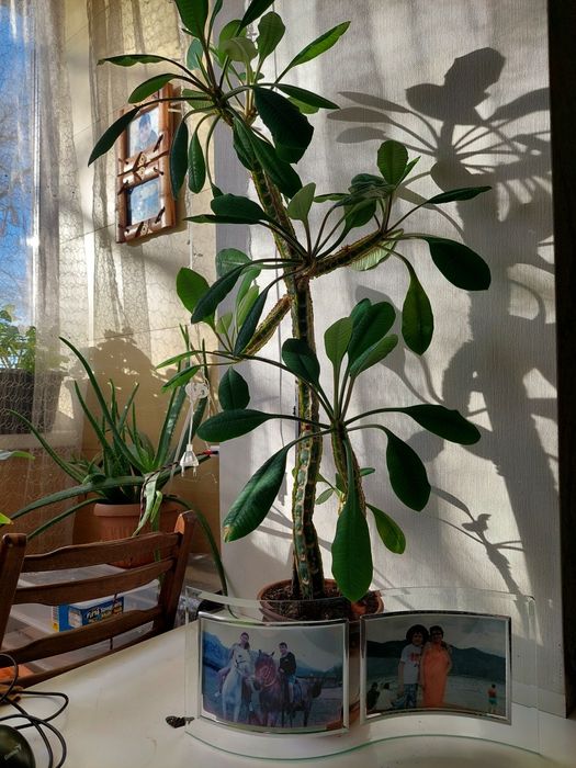 Продаю цветок Молочай