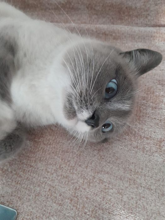 Отдам кошку в добрые руки