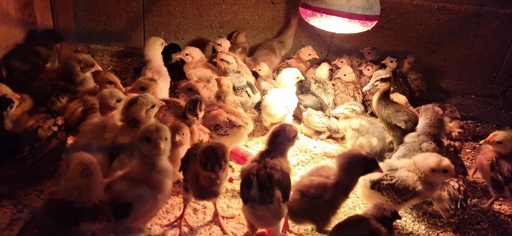 Vand pui Araucana sănătoși si,vigurosi