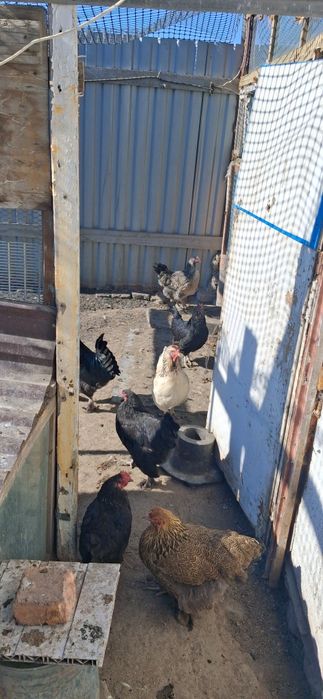 Продам домашних кур