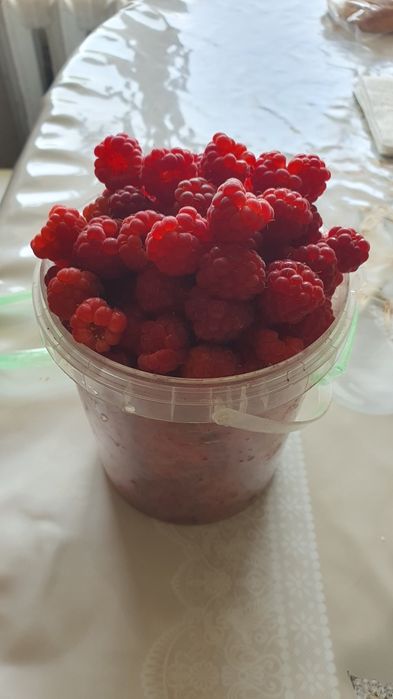 Продам саженцы малины