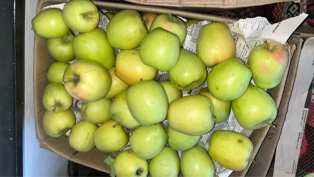 Яблоко домашнее сочное