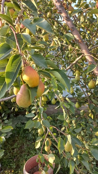 Продам дом в зачаганске