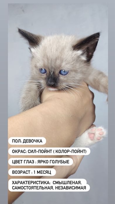 Отдаем котят в добрый руки