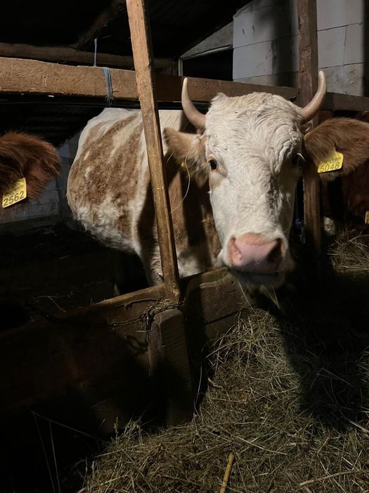 Vând vaci bălțate