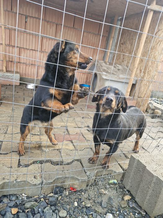 Donez catelusi mascul si femelă