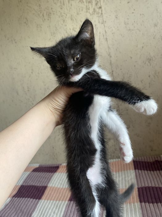 Котёнок продаётся