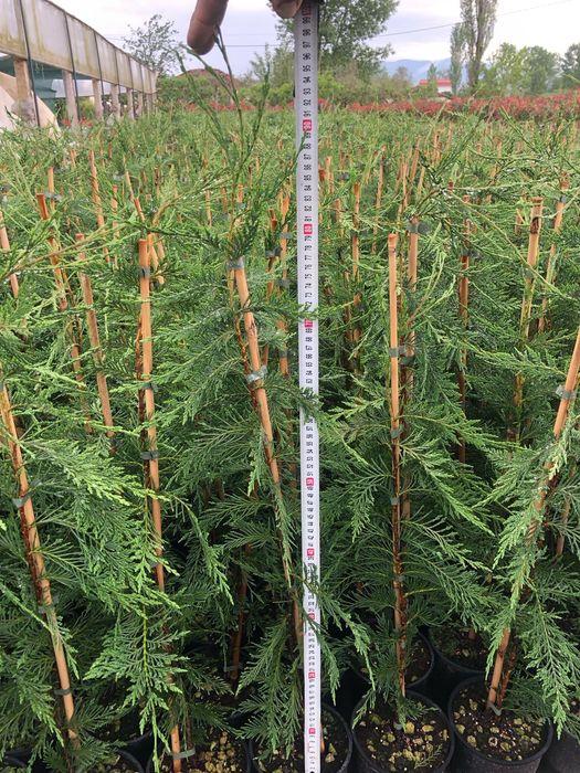 Leylandi 100 cm cresut in ghiveci cu radacina formata