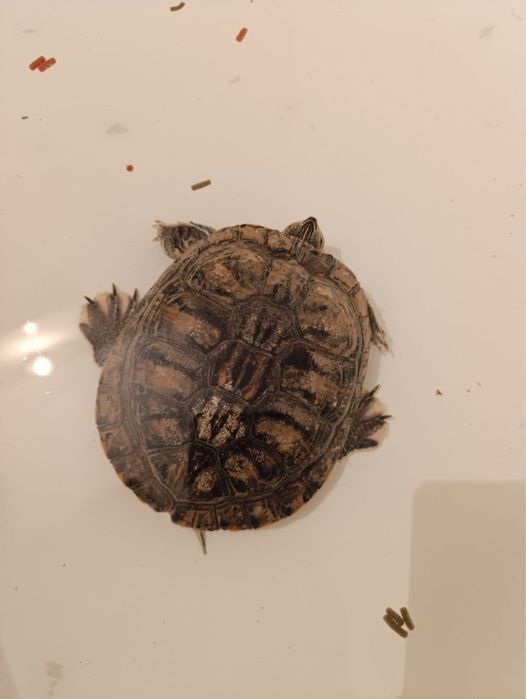 Отдам водную черепаху с аквариумом