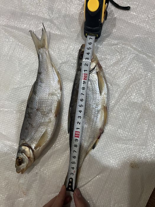 Кепкен балык/Копченая рыба