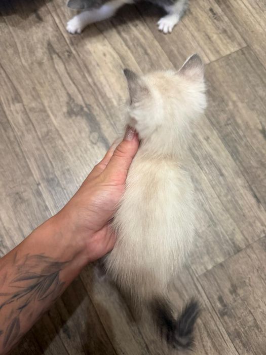 Котята Подарки для дома и души