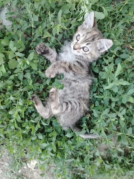 Отдаем котят в добрые руки