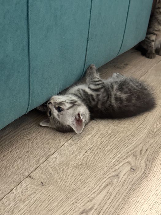 Котята скоттиш страйт