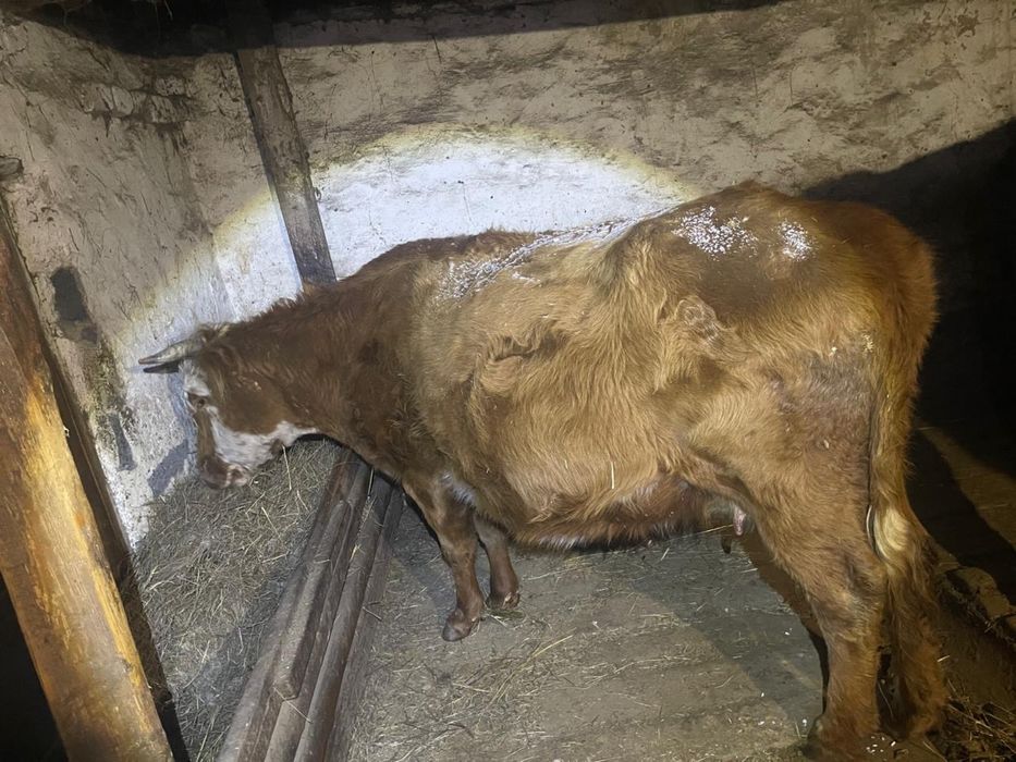 Продам корова, сиыр