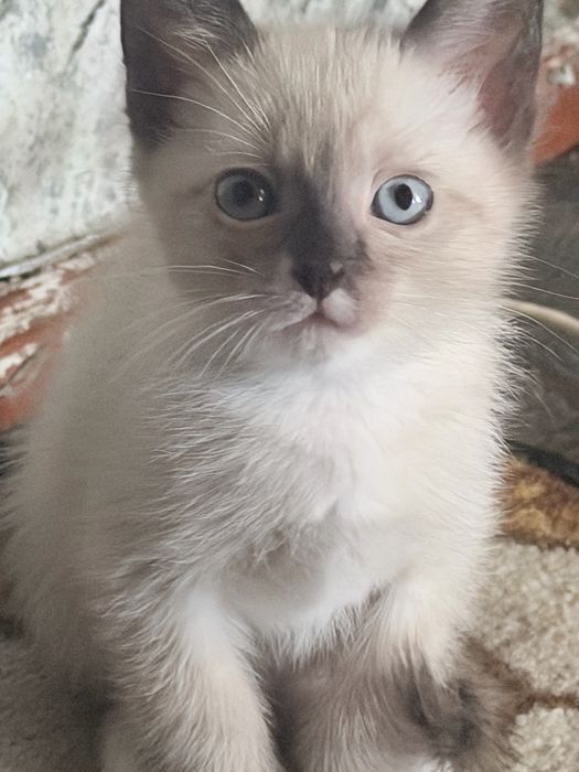 Отдам котят в добрые руки
