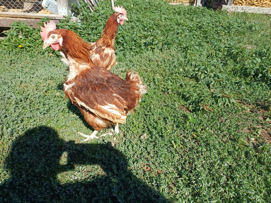 Gaini ouătoare  vârsta  1 an