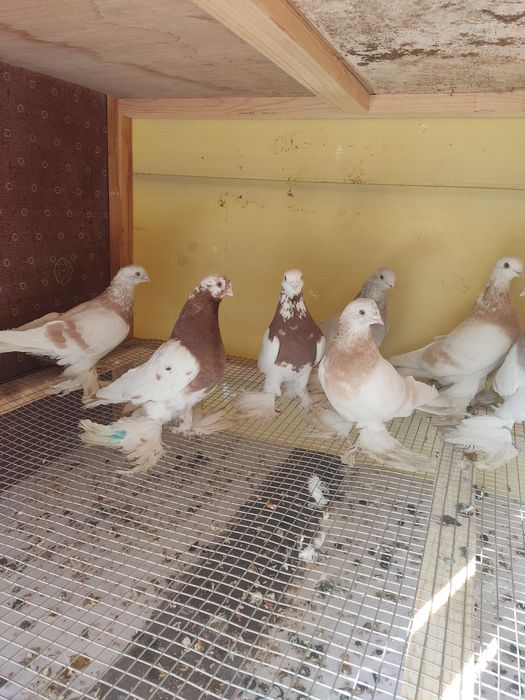 Голуби разных мастей