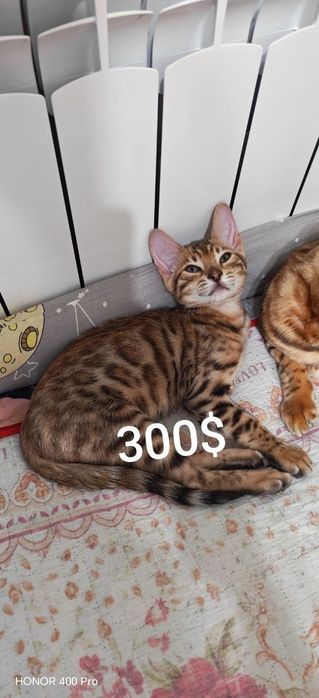 Продаются бенгальские котята