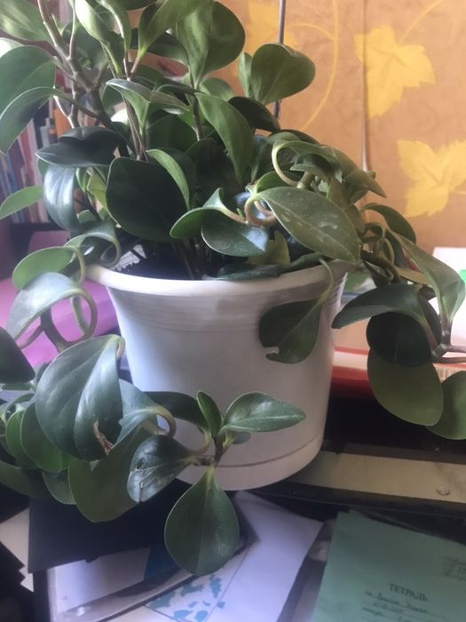 Цветы комнатные