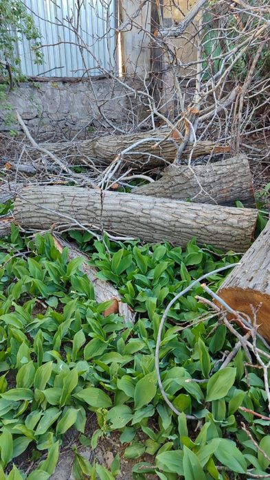 Орех спиленный на дрова