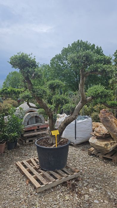 Artar  japonez  acer  catalpa