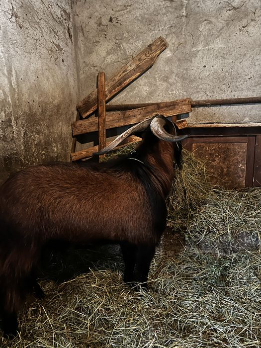 Vand capre foarte bune de lapte