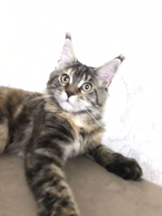 Котёнок Мейн-кун девочка черепашка с родословной