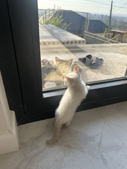 Кошка дам в хорошую руку