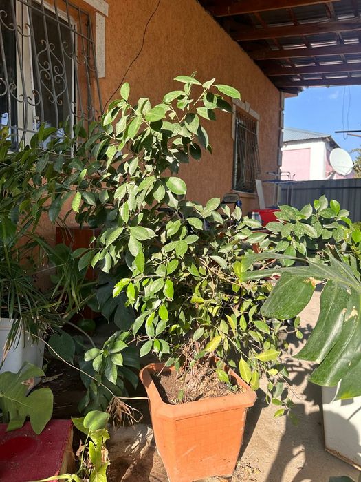 Комнаты цветы и офисные