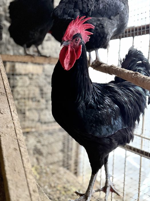 Qora shahzoda malikalari bilan foto sesada